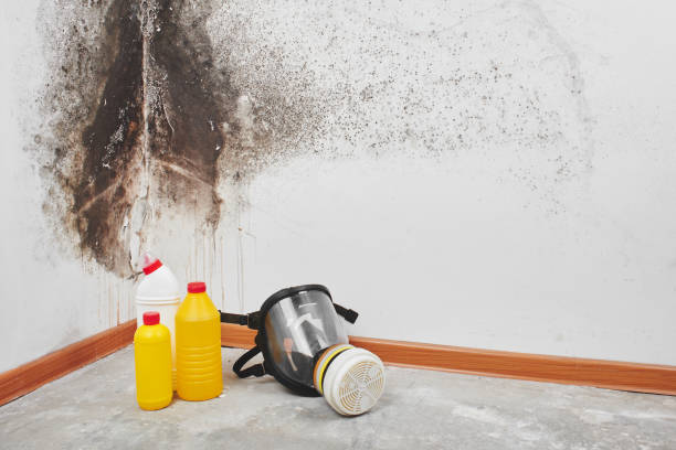 Best Best Mold Removal Companies  in Hahnville, LA