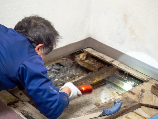 Best Fast Mold Removal  in Hahnville, LA