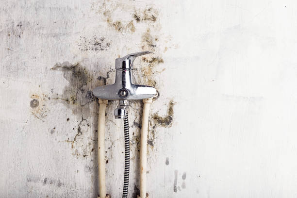 Reliable Hahnville, LA Mold Removal Solutions