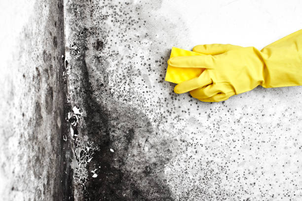 Best Commercial Mold Removal  in Hahnville, LA