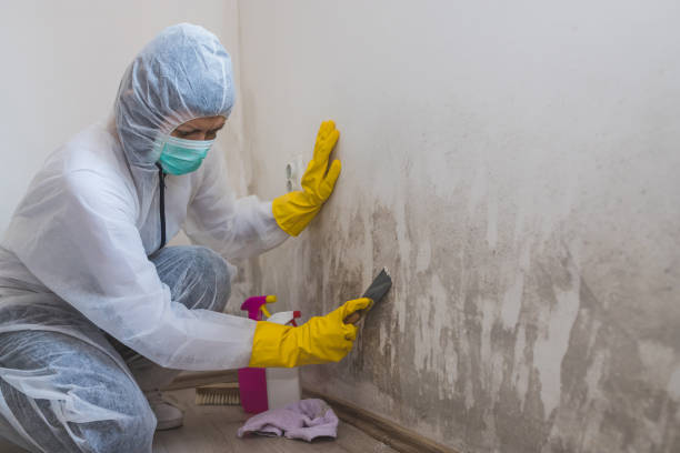 Mold Removal Process in Hahnville, LA