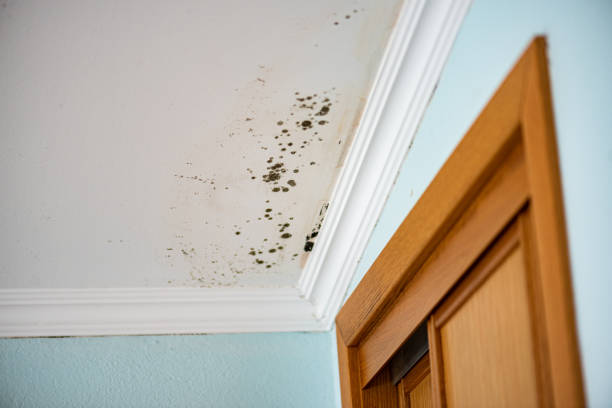 Best Local Mold Removal Service  in Hahnville, LA