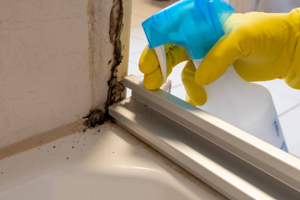 Best Mold Removal Company Near Me  in Hahnville, LA