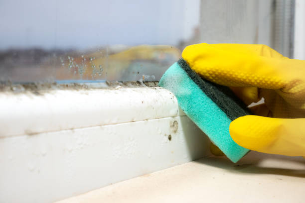 Best Toxic Mold Removal  in Hahnville, LA