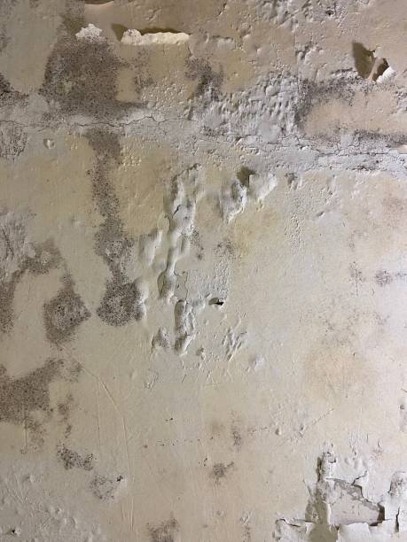 Best Mold Remediation Services  in Hahnville, LA