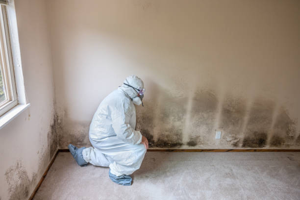 Best Emergency Mold Removal  in Hahnville, LA
