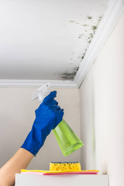 Best Mold Cleaning Services  in Hahnville, LA